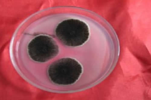 黑曲霉菌种（产纤维素酶）